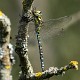 Aeshna cyanea male with lunch-